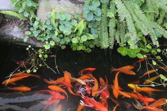 胡连河 金鱼池的来历 刘伯温 朱棣 轿子