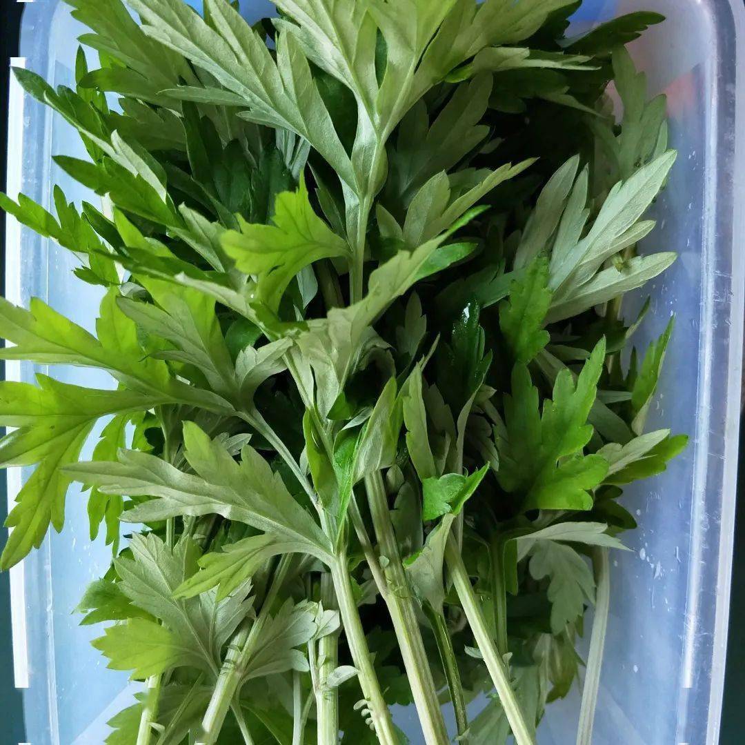 板蓝根,一个神奇的染色匠!_叶子_颜色_进行