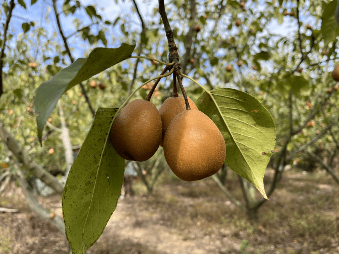 梅梨_种植_销售