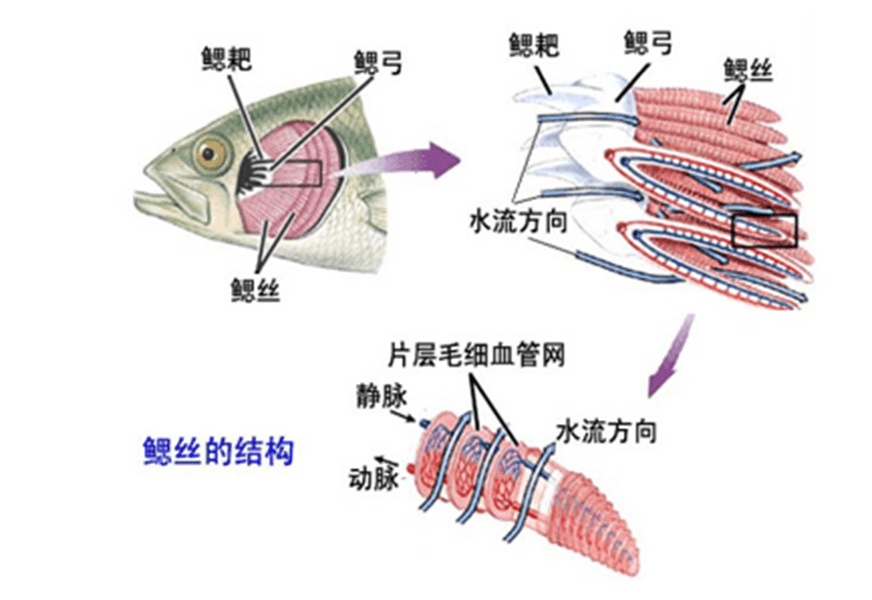 鱼鳔结构图图片