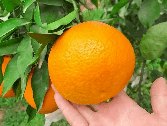 【爱媛果冻橙】皮薄肉嫩,汁水丰盈~仅19.9元=小果8粒;33.