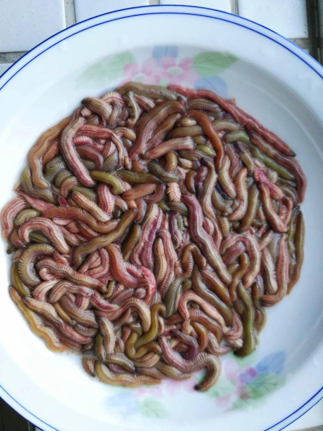 成活率高达95%,水中"冬虫夏草"供不应求,养这个有钱途!