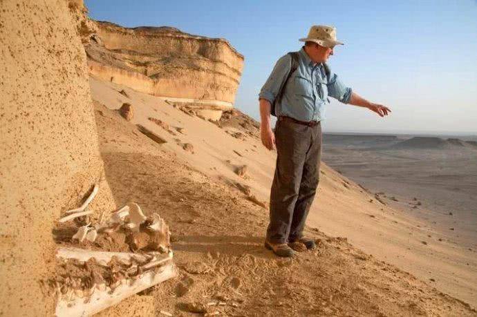 沙漠里发现鲸鱼化石，这里曾是一片汪洋，有成群的鲨鱼在这里生活
