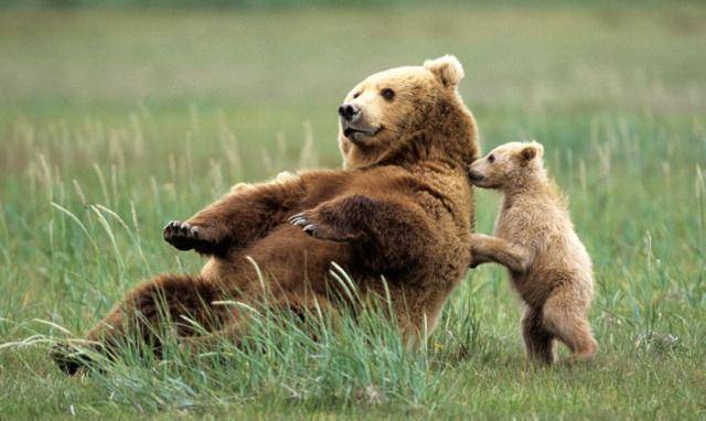 提摩西·_灰熊_保护