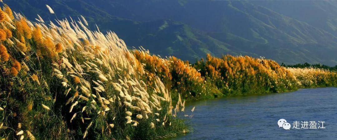 秋天的大盈江:洁白的芦苇与蓝天白云相映衬 盛开出童话般的美景_德宏_