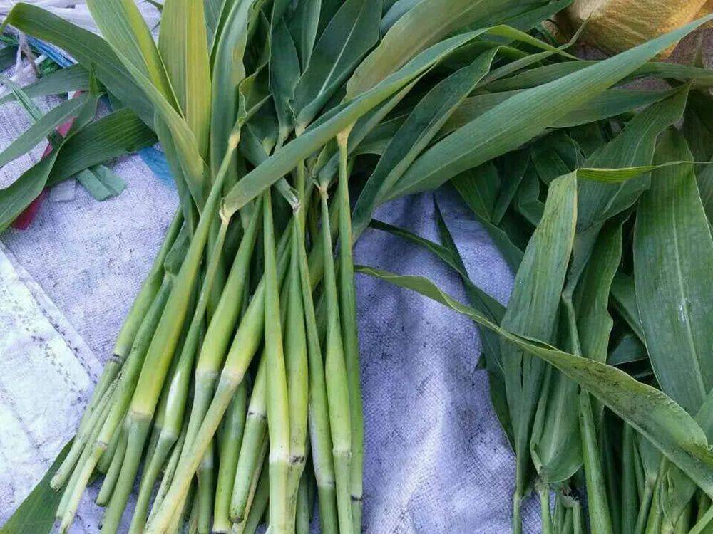 乌米的价值乌米虽然可以吃,可在过去的农村里却不值钱,也没谁会把它