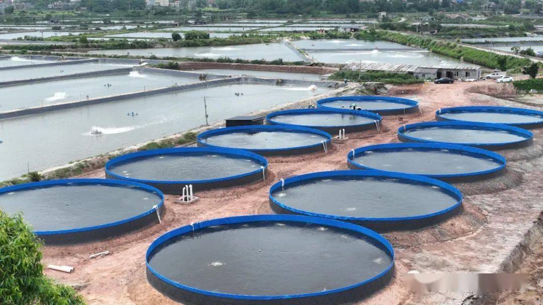 防城港:让新鲜篮子鱼"跳"进群众菜篮子_养殖_东兴市_渔业