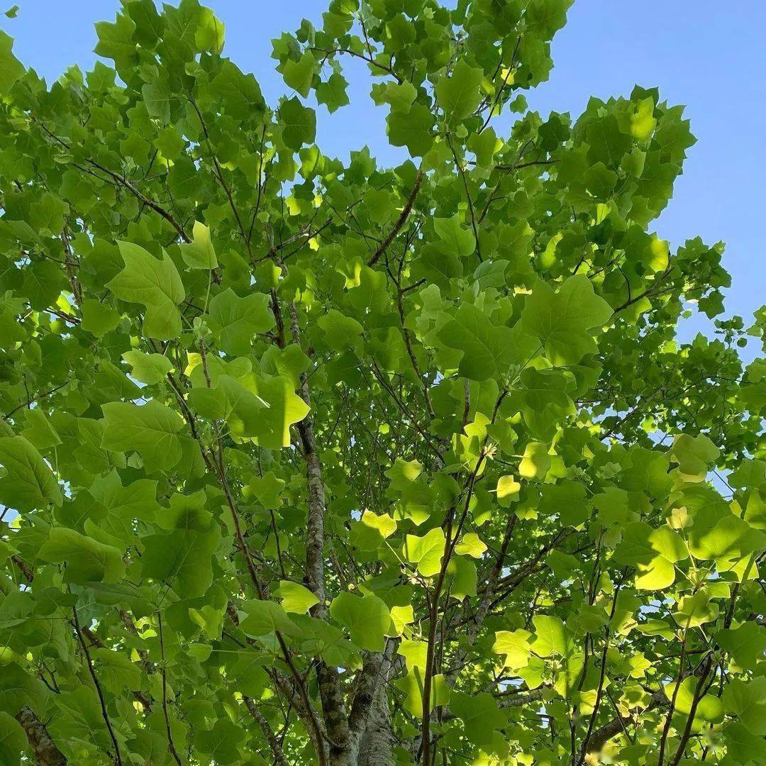 看到满地"黄马褂",才想起这朵"长在树上的郁金香",呆萌可爱却少有人知