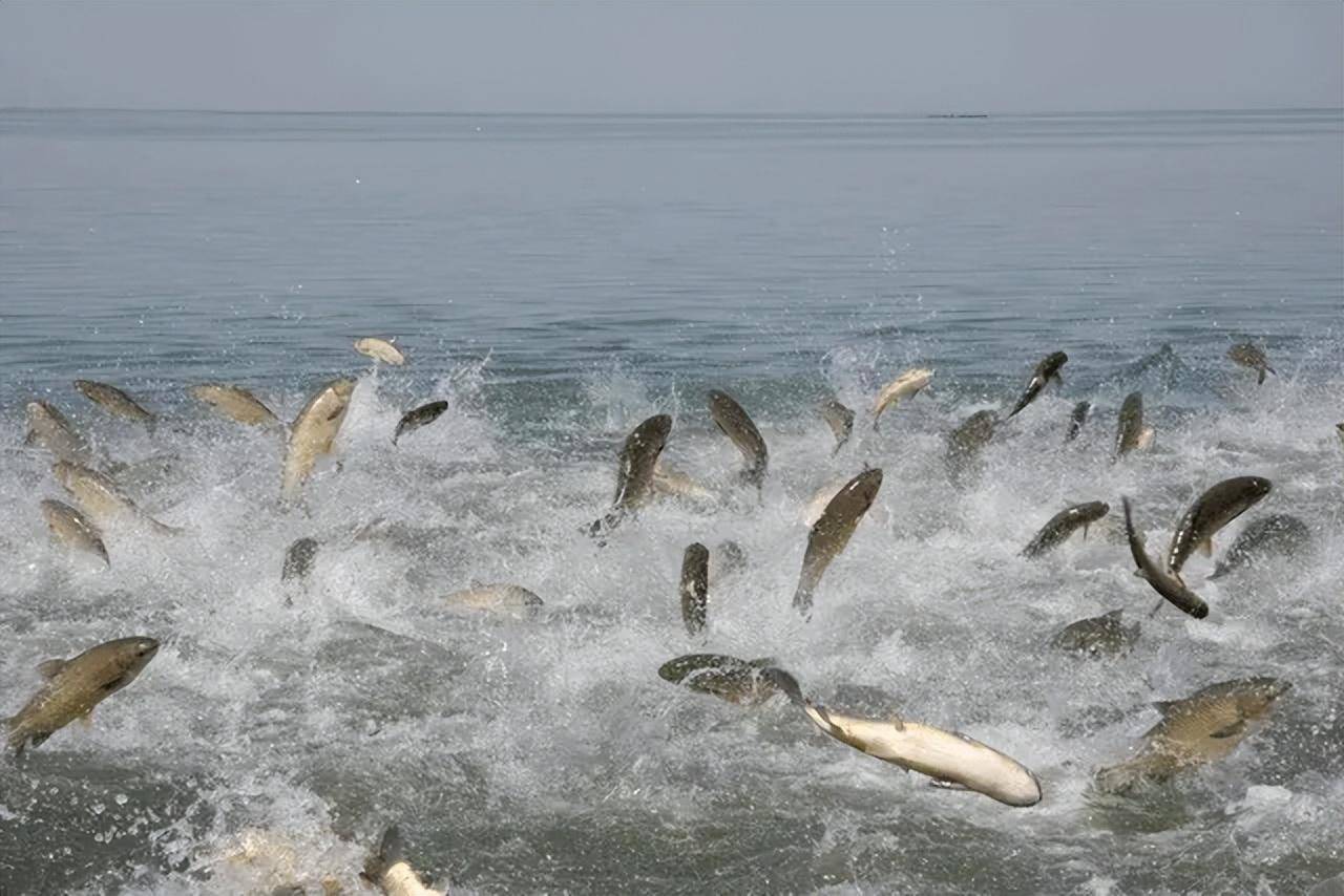 首个中国长江流域鱼类水彩图鉴鮨科_画画的陈-站酷ZCOOL