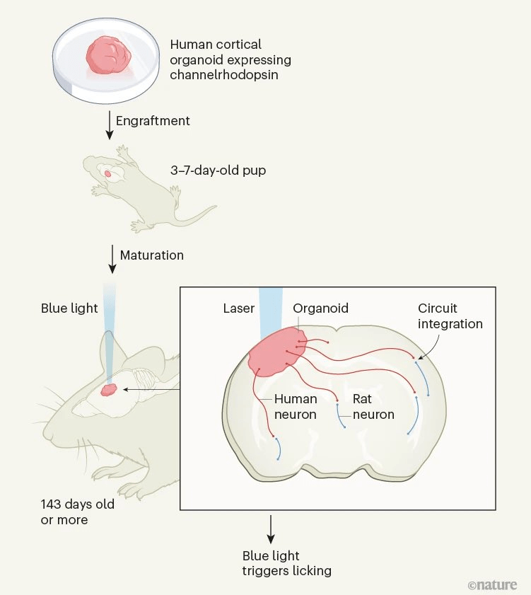 人脑细胞长成鼠脑半球的1/3，能感受胡须触觉：大脑移植登Nature