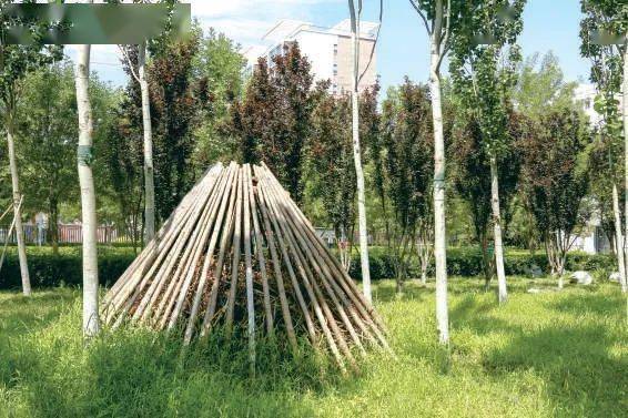 森林绿地中的本杰士堆"动物医院"疗愈受伤鸟兽今年9月,红隼,燕隼等5只