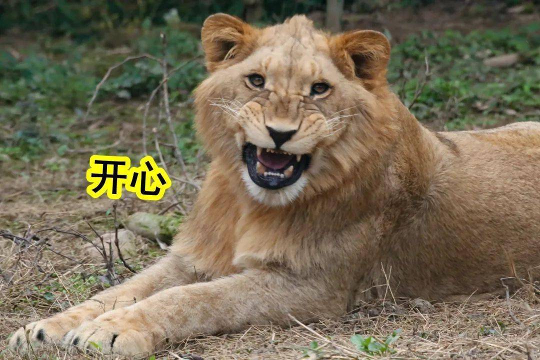 狮子有表情以后黑帽悬猴自带"表情包"常常有着令人惊喜的表情黑猩猩