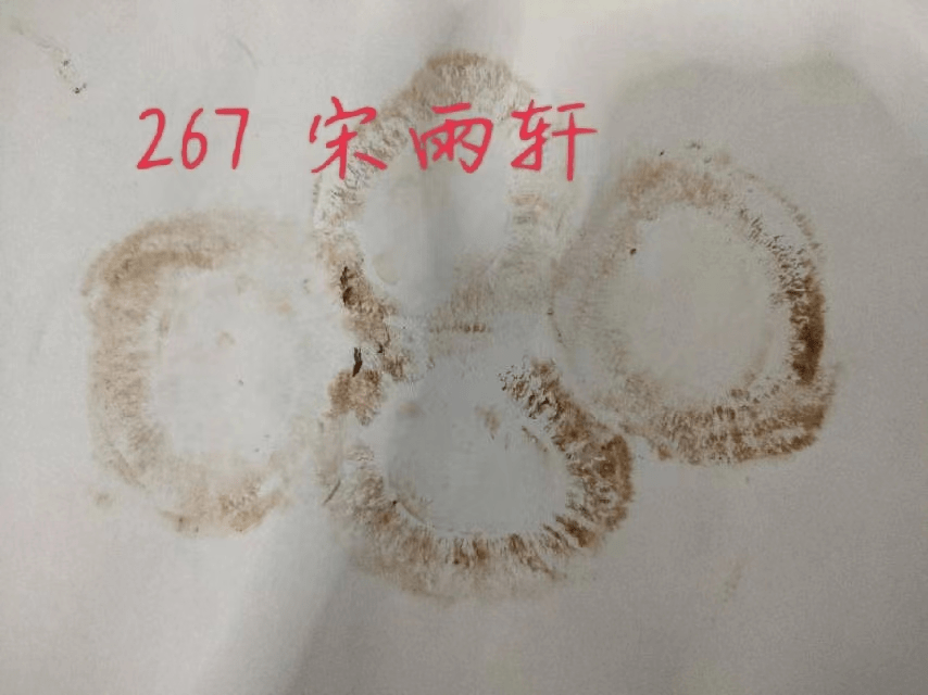 孢子印作画参照课本78页,制作孢子印画画吧!