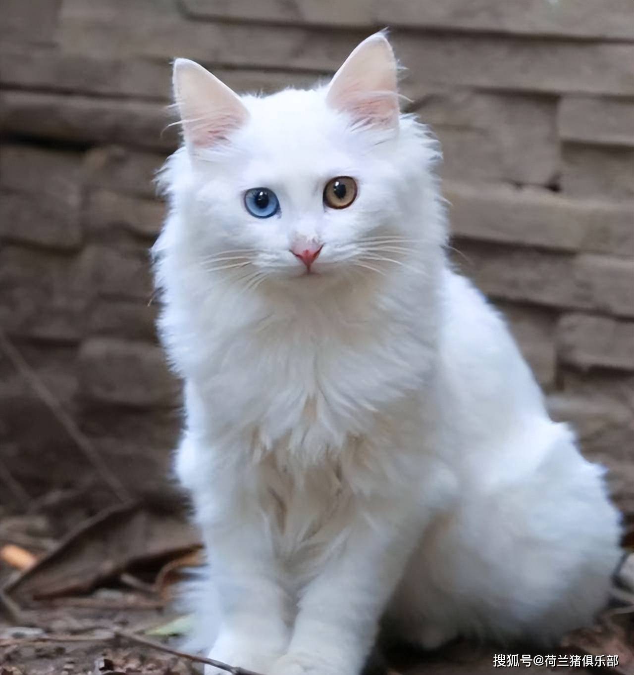 鸳鸯眼的山东狮子猫有什么特点?_猫咪_品种_体型