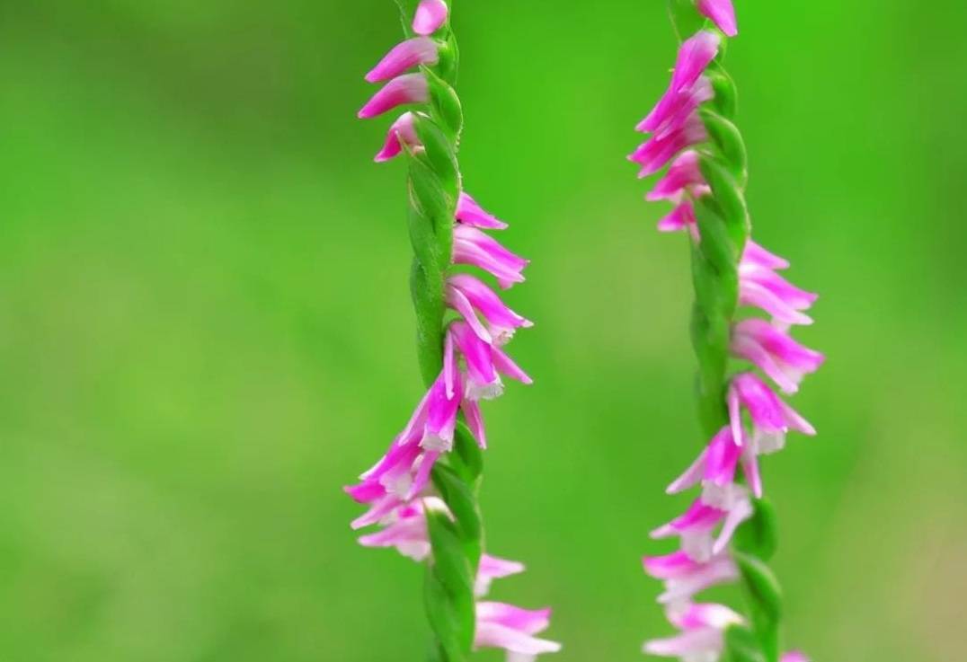 农村一种人称"盘龙草"的野草,炖肉汤不仅味道鲜,而