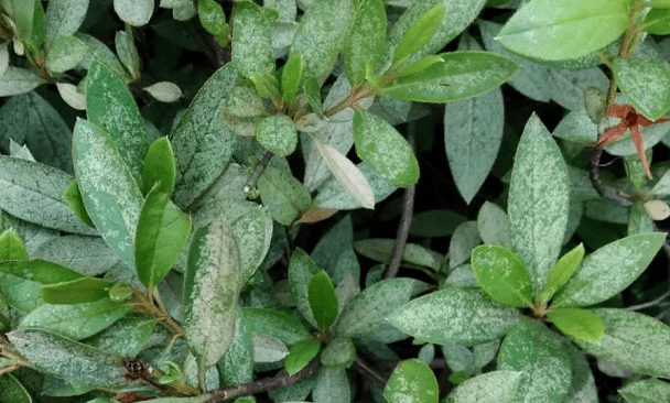 园林植保丨杜鹃网蝽的防治