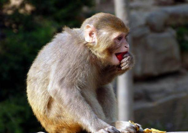 猴子_命运_关系