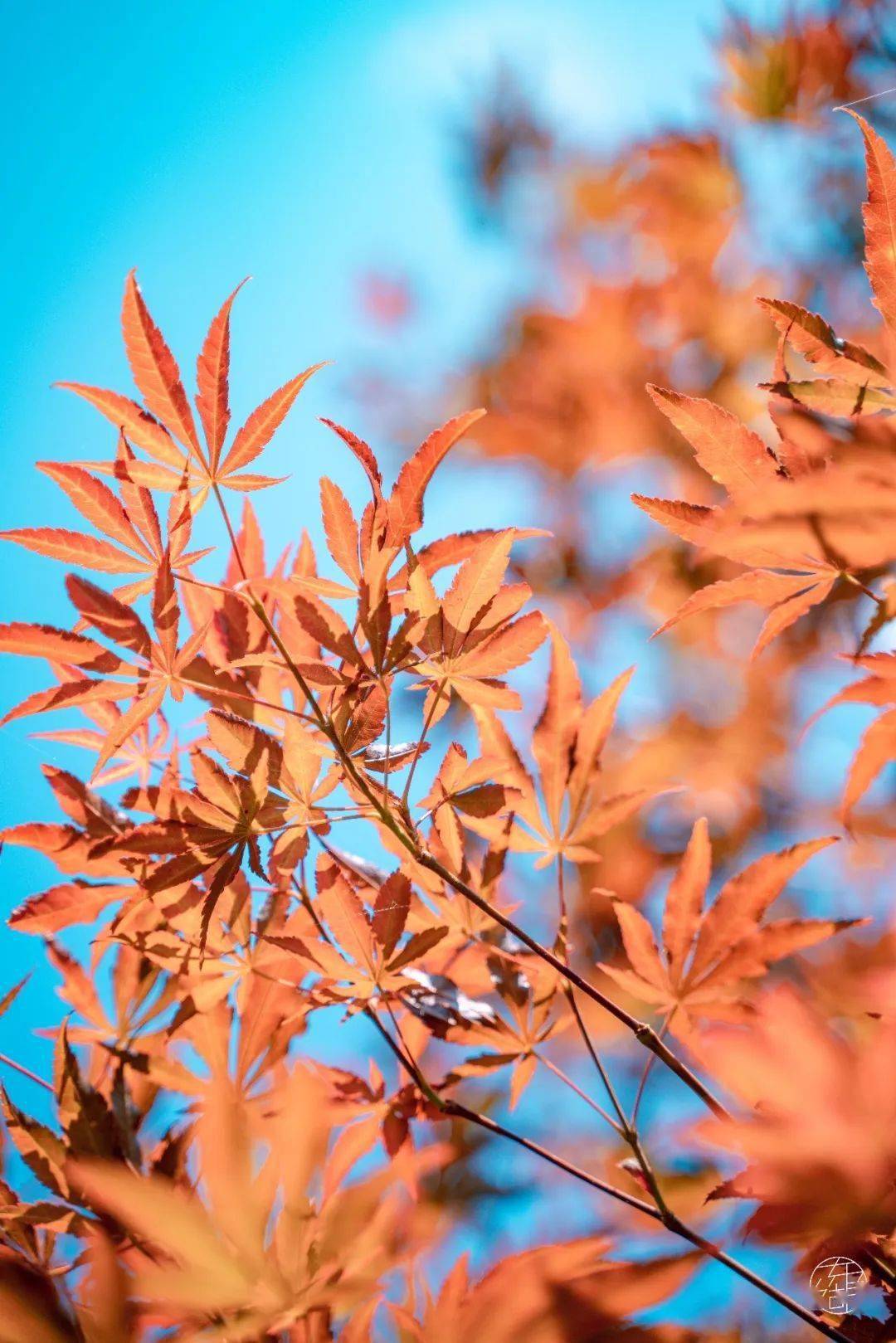 据说，武汉秋天的风是从东湖吹来的