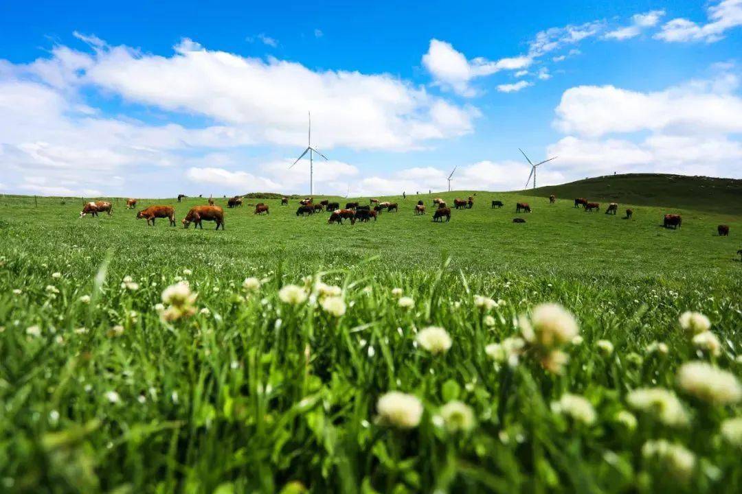 仿佛"绿色海洋";灼甫草场,绿草如茵,牛羊遍地,远山如黛,风景如画
