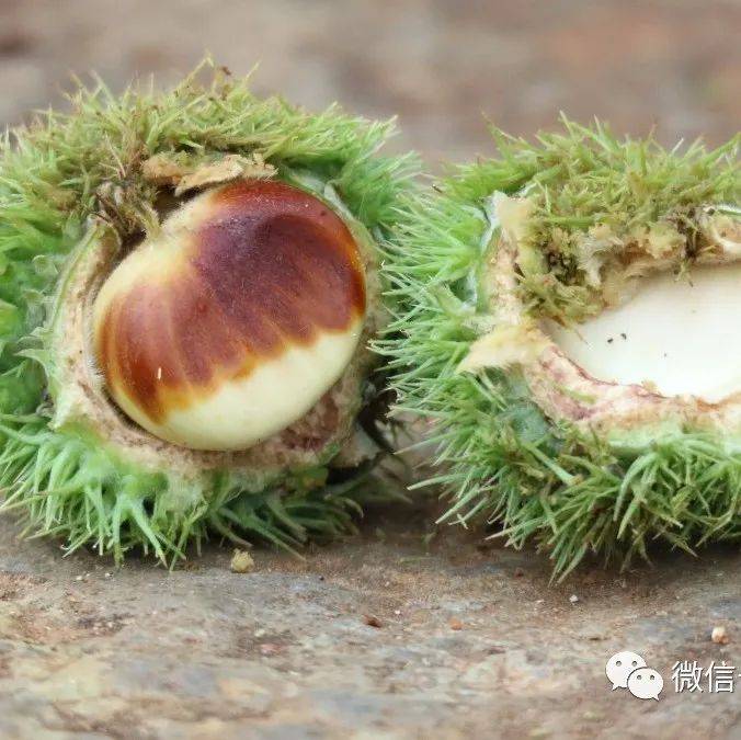 【草木葳蕤】板栗_征集_地区_石林