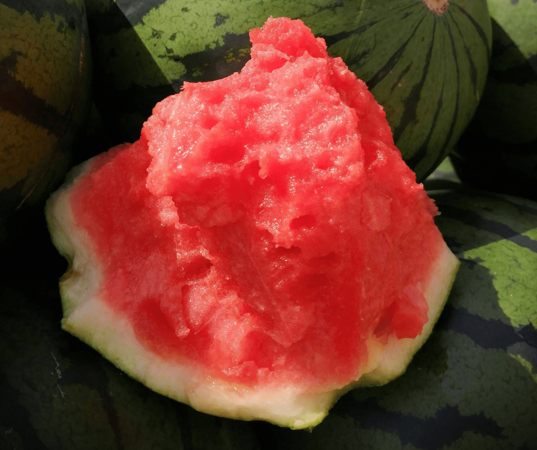 东北地雷西瓜哪个品种好_种植_圆形_栽培