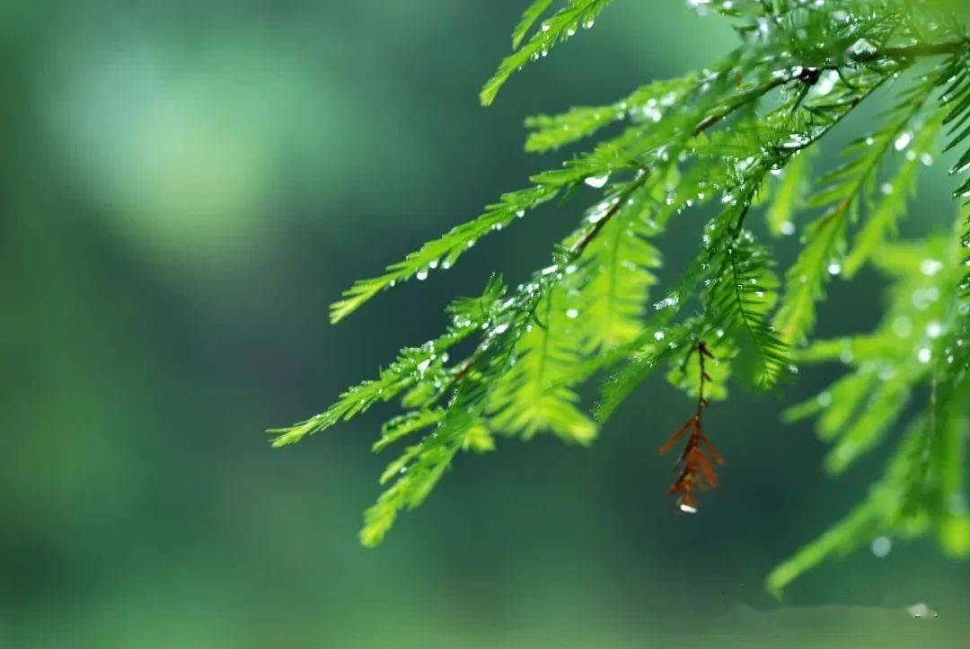 秋天少了春的萌動少了夏的熾熱雨聲落在青石的臺階滴滴答答猶如平平仄