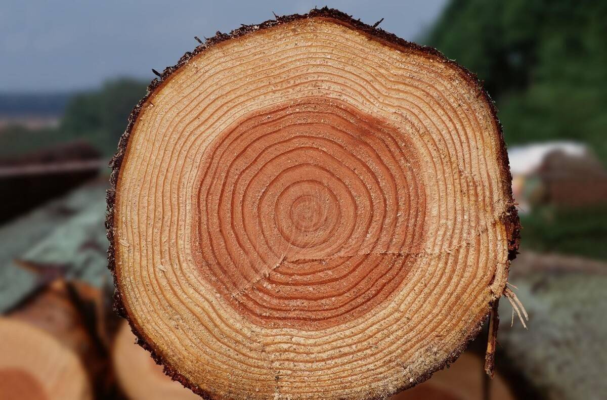 形成层_细胞_木质部