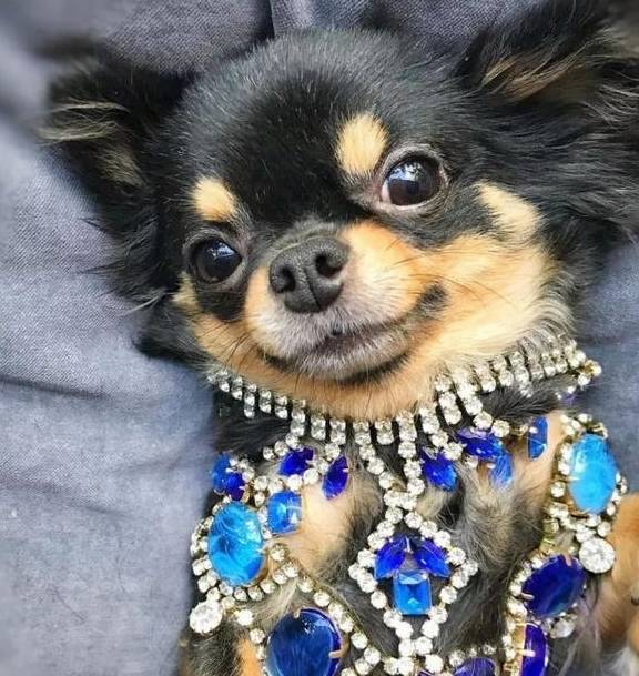 下辈子,让我做只宠物吧,穿金戴银的萌宠!_狗狗_食物_什么