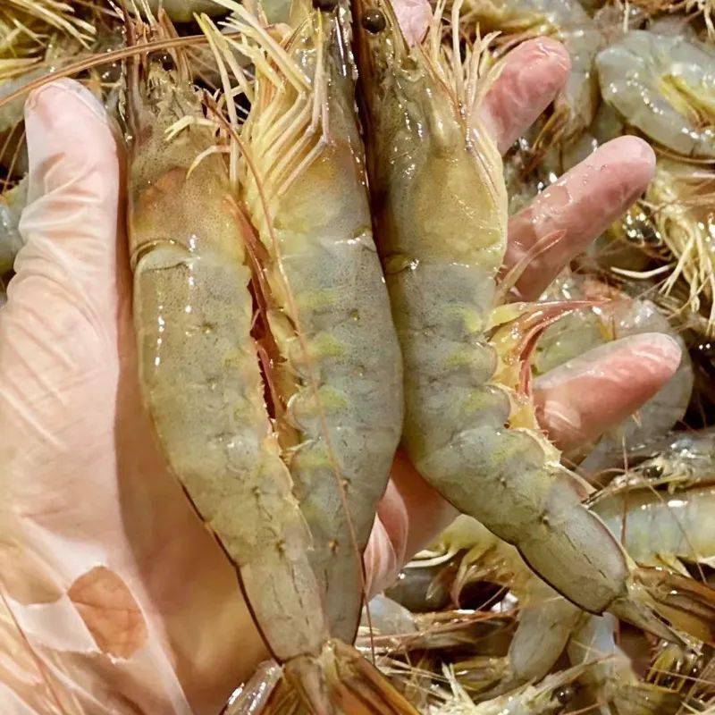 【活动】【渤海湾海捕对虾】野生活虾捕捞速冻,原汁原味的味蕾享受