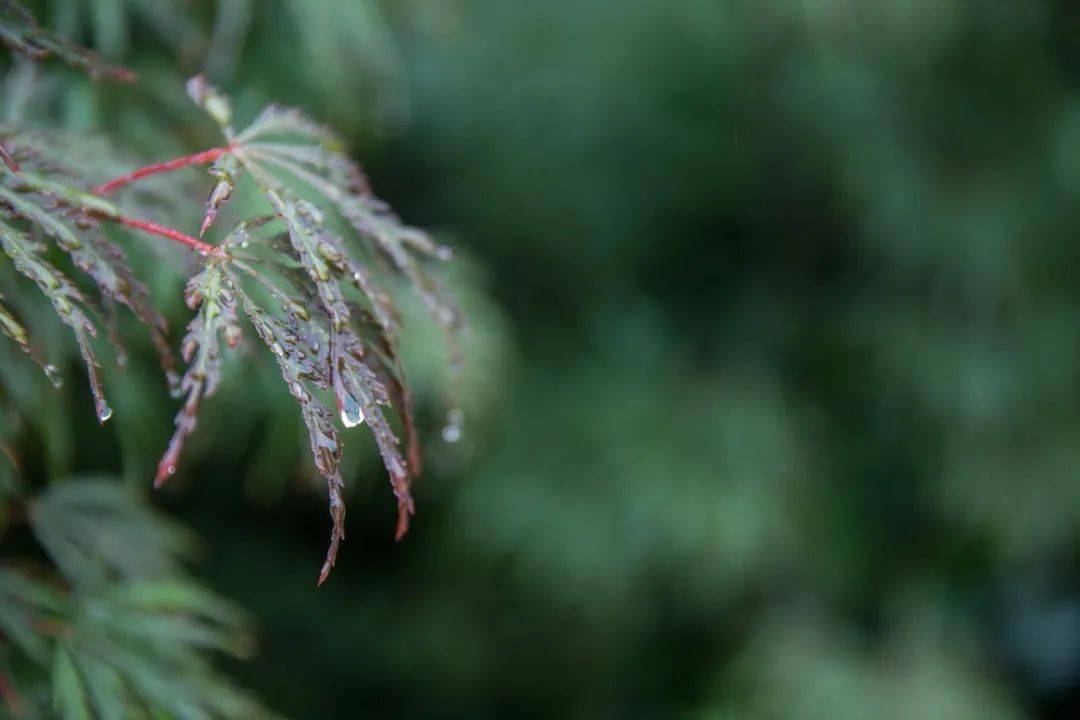 20首微雨诗词，不知何处雨，已觉此间凉