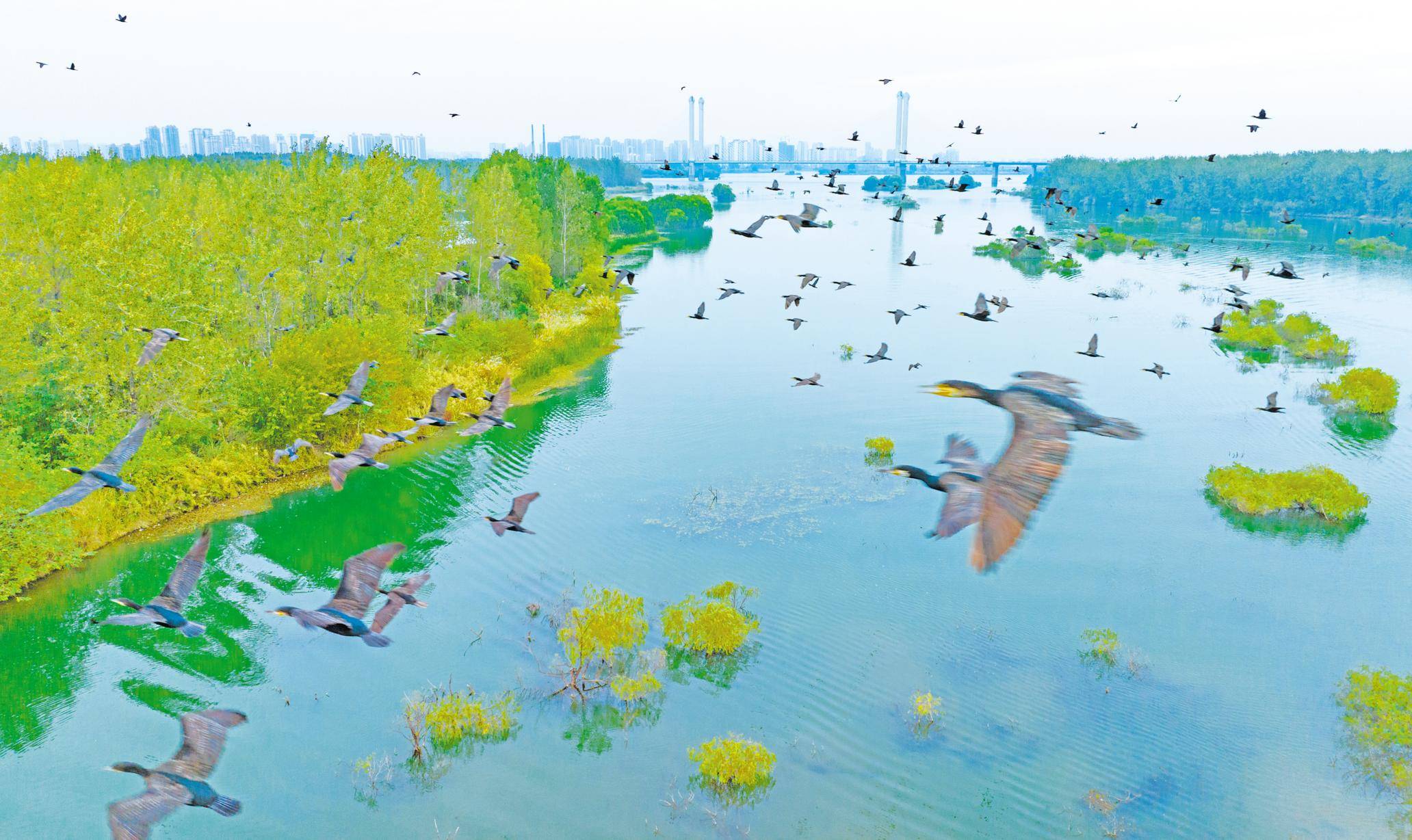 候鸟翔集 汉江湿地_公园_鸟类_增加到