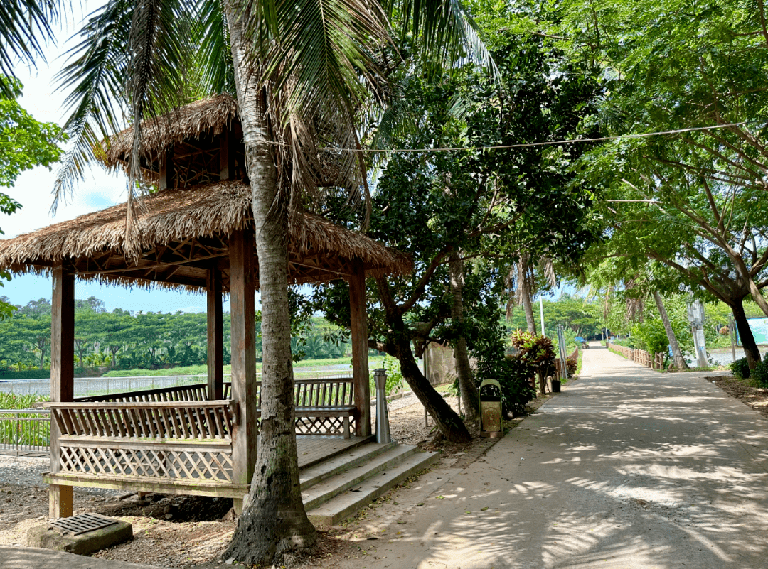 幸福大联唱 献礼二十大|万宁市大茂镇群星村:积极探索发展特色产业
