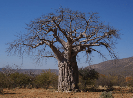世界储水量最大的树，可存2吨水一家人喝半年，干旱地区的生命树