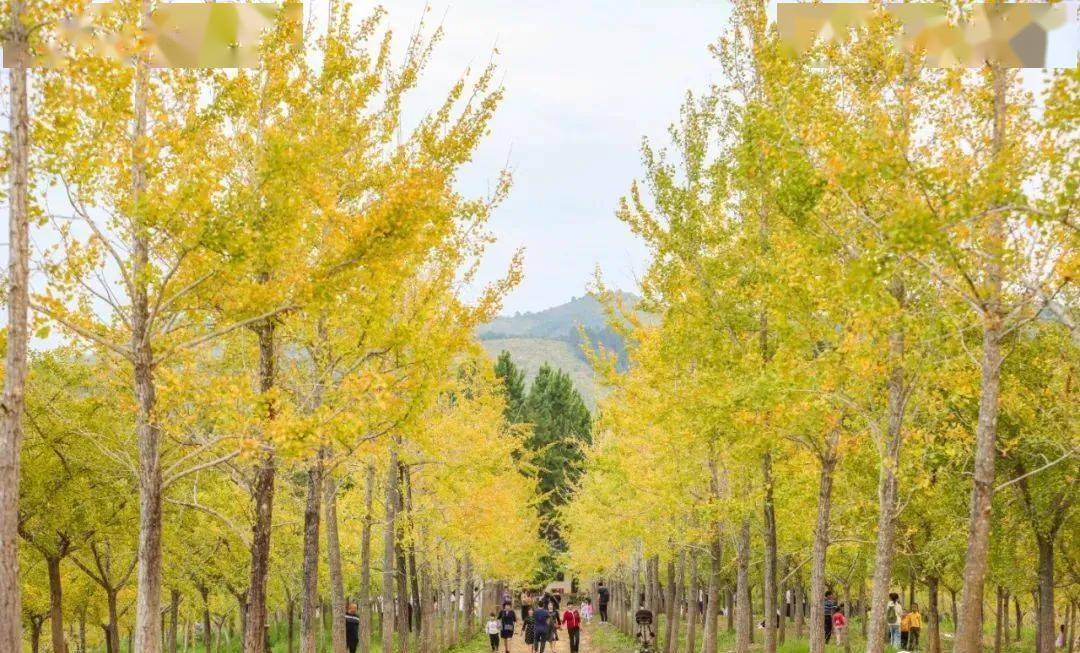 千亩银杏满目金黄，梅州上演“秋日童话”