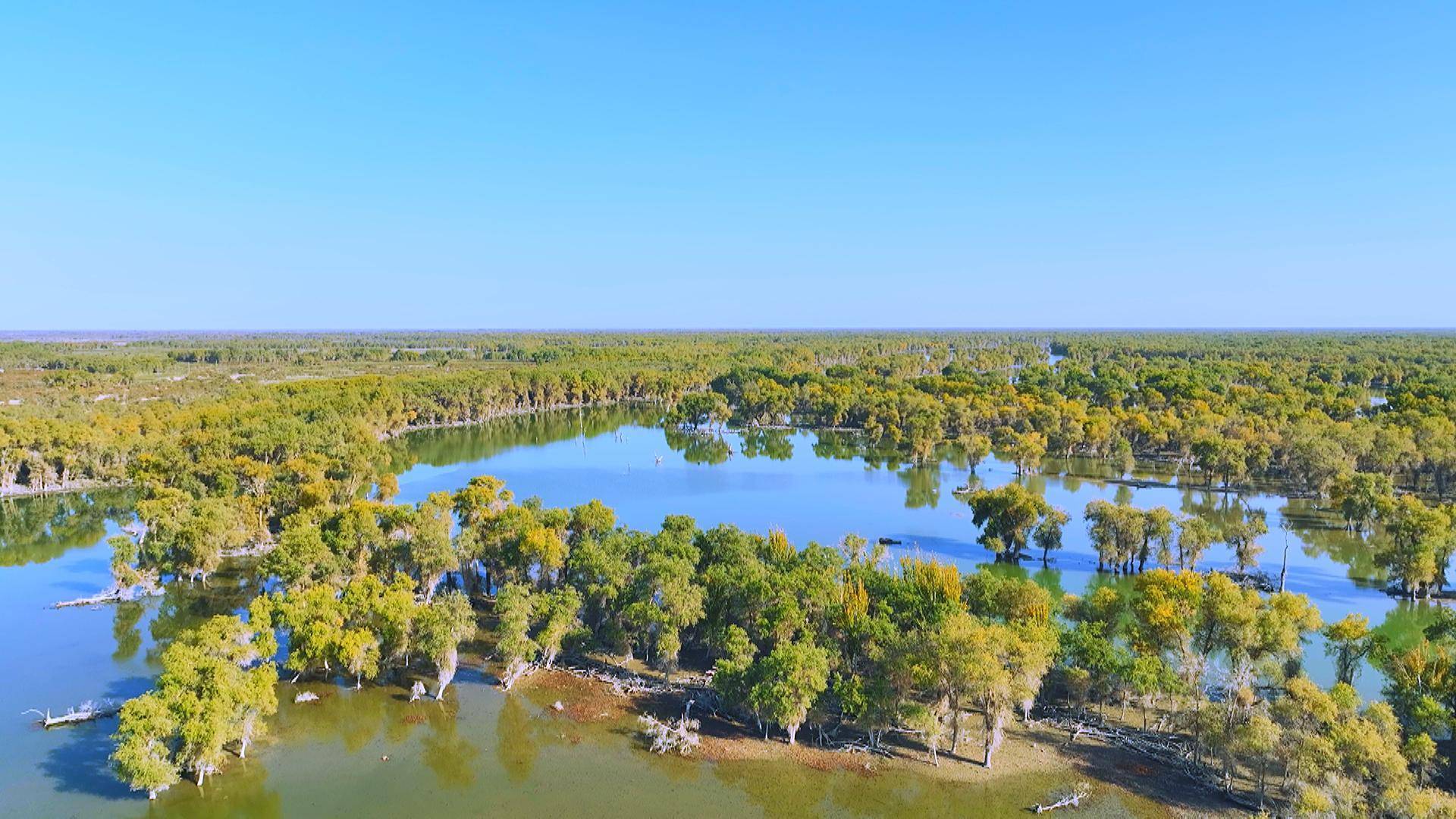 轮台县塔里木胡杨林景区迎来大批迁徙候鸟_鸬鹚_白天鹅_种类