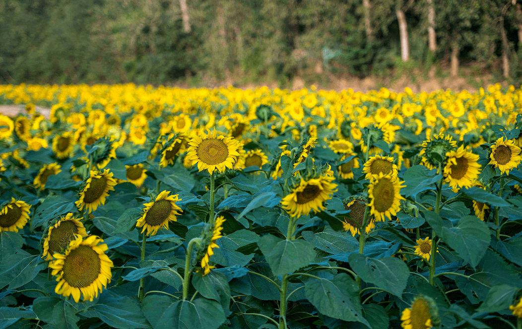 瓜洲葵园花都开好了,就等你来……_向日葵_春江花月夜_农户