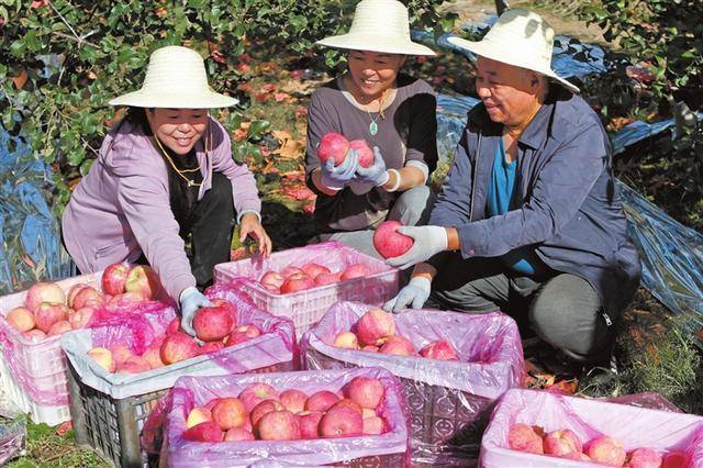 电商助农苹果图片