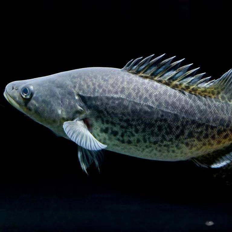 墨瑞鳕生物学特性及养殖技术_进行_池塘_澳大利亚