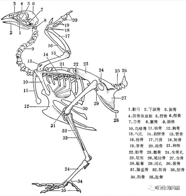 鸡翅膀的结构图片