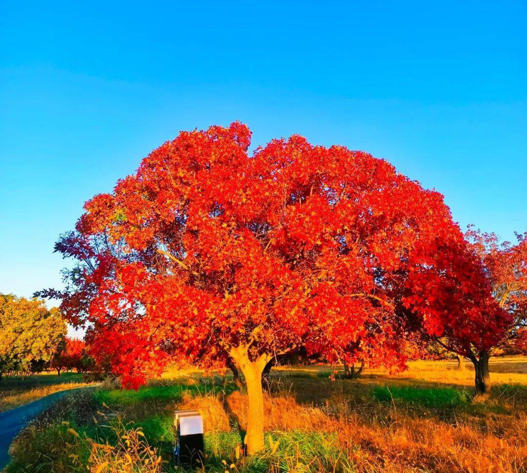 【全域旅游】秋游科右中旗,邂逅"枫"的斑斓色彩_枫林_游客_景区