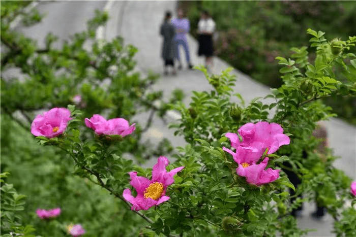 微商电商调研针对贺尔康生物声明 团队计酬模式