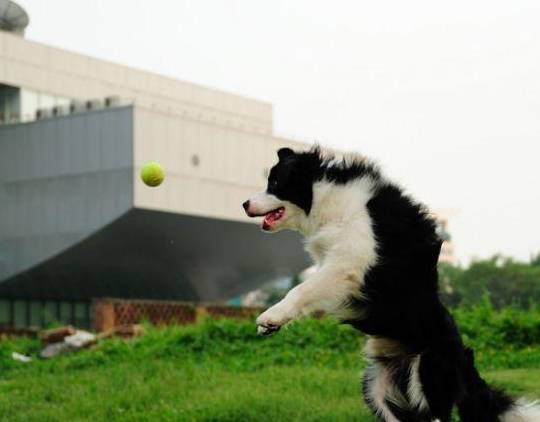 良多人不想养疆域牧羊犬，听了原因之后，我……