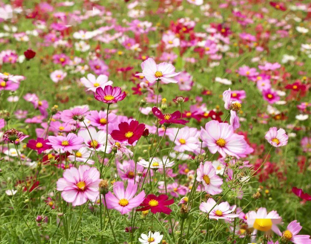 【旅游】永安地量公园波斯菊稻草人乐园，不限量门票免费送！10月22日浩大开启！国潮汉服，风情油纸伞，等你来打卡~