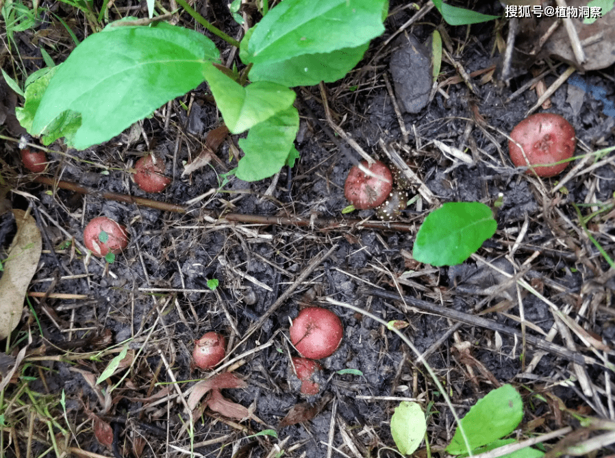 地里1种野果,人称野地瓜,小时候经常吃,如今300元一斤!