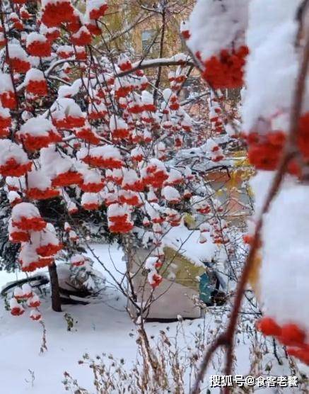 下雪了，北方树上的“果子”没人摘，却成为一道“绝美”的风景！