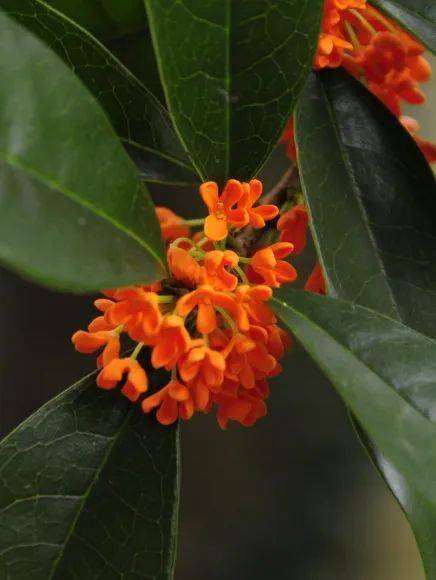 朱砂丹桂,醉肌红,波叶金桂,天女散花等等,目前园区里的桂花