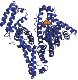 Human Serum Albumin