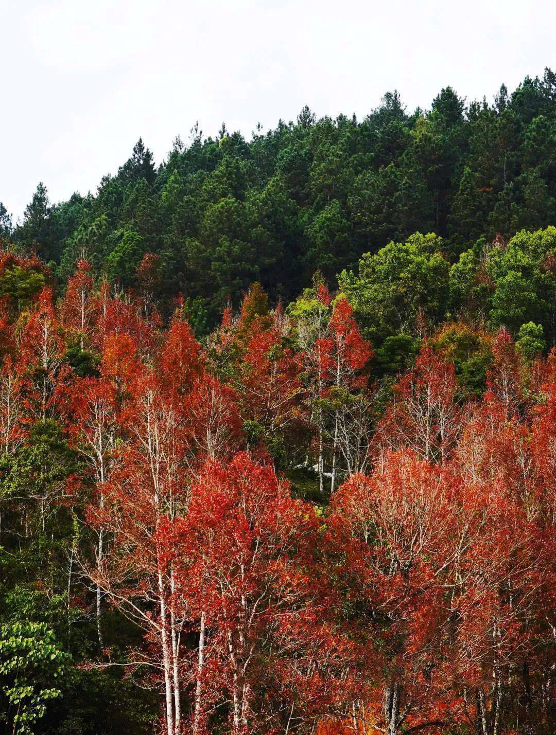 水滿鄉圖源 | 五指山市委宣傳部五指山是海南欣賞楓樹的最佳地點,不管