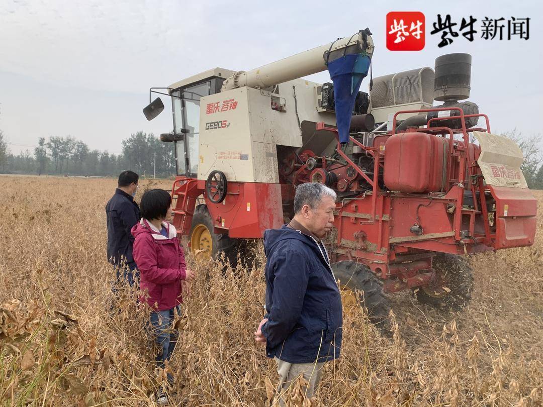 徐豆25大豆品种介绍图片