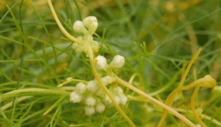 黄丝藤的功效与图片图片